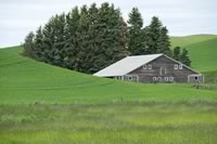 Planting trees in the right spot near your home can save energy.